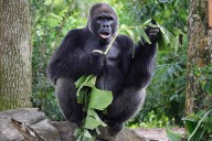 Disney World Animal Kingdom’s Beloved Oldest Gorilla, Gino, Has Died at 44