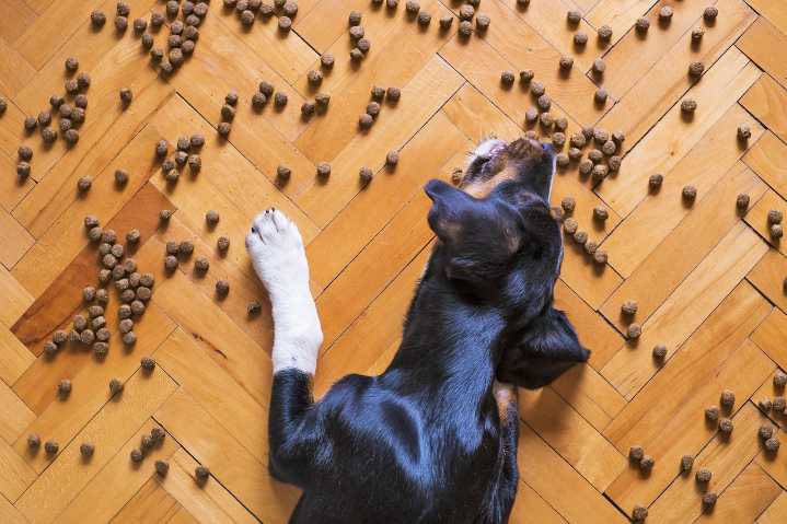 11 Dog Slow-Feeders To Stop Food