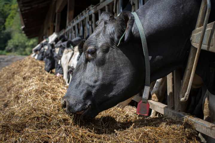 As drought persists, livestock farmers in Vermont are hurting