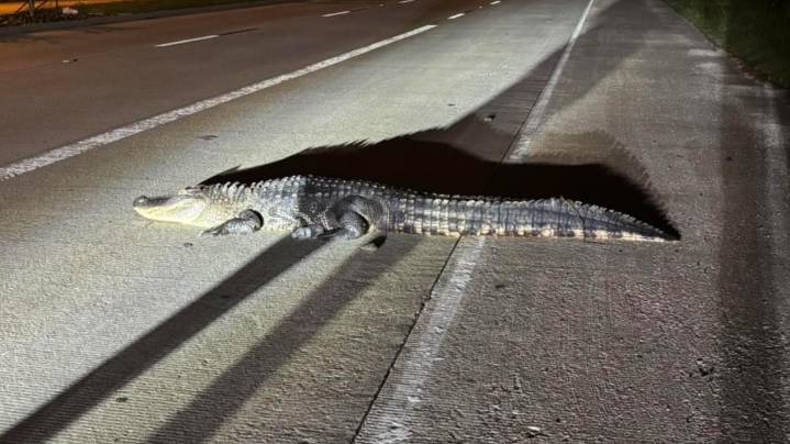 Gator stopped before making it across busy Sugar Land road ... and Facebook commenters have jokes