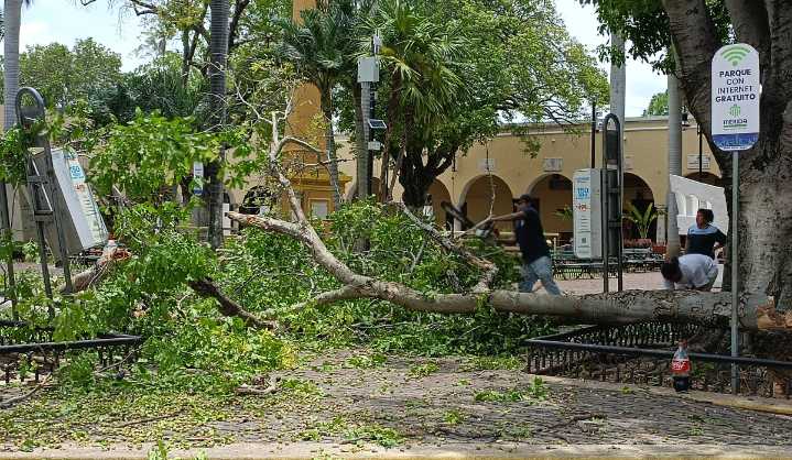 Dan atención a los reportes de árboles caídos en Mérida