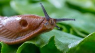 Why slugs are so hard to control – and how scientists are working to keep them in check