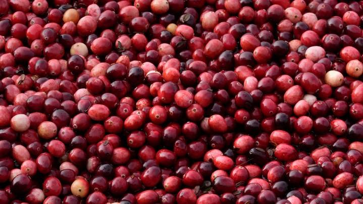 What to know about cranberries produced for Thanksgiving and the bogs being restored to wetlands