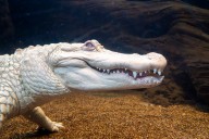 Happy Hatchday, Claude! Bay Area’s Beloved Albino Alligator Celebrates the Big 3