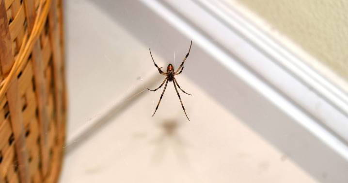 Brits told to stick to three cleaning tips to keep spiders out this mating season