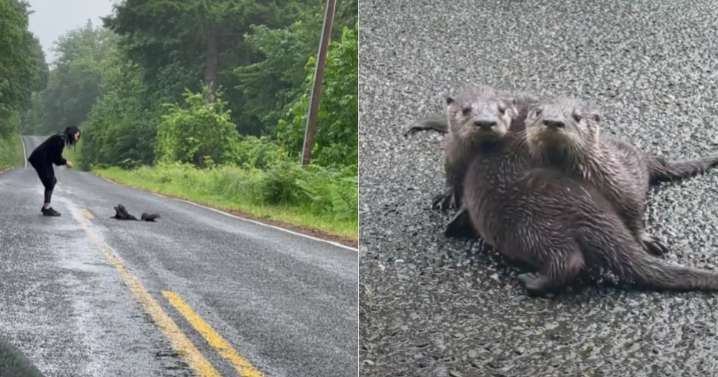 Couple Sees Something Weird on the Road, Then It Hits Them