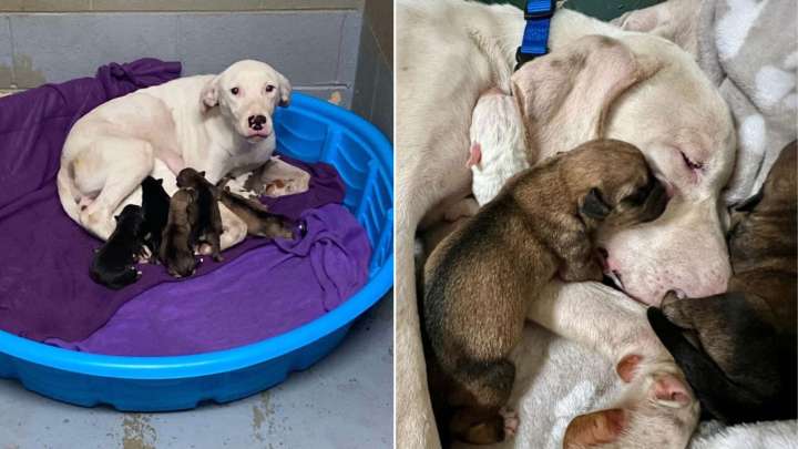 Mom Dog Spends 227 Days At Virginia Shelter Watching All Her Puppies Go Into Forever Homes