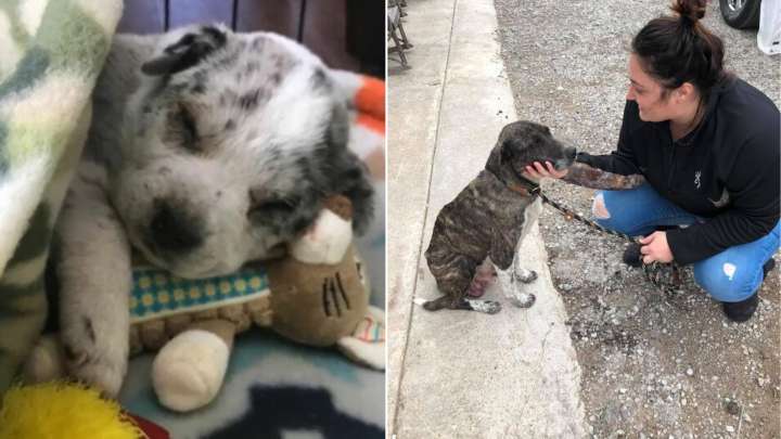 Texas Rescue Team Fights To Save A Puppy Weighing Just One Pound After Being Abandoned And Mistreated