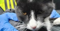 Shop thief found with cat that didn't belong to him