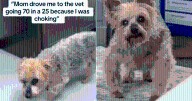 Senior Dog Survives Choking Scare, Then Stuns Owner with Demand for Food