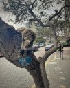 San Isidro prohíbe alimentar ardillas y fauna silvestre para proteger equilibrio ecológico