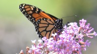 HGTV picked the best garden in Colorado. Do you agree?