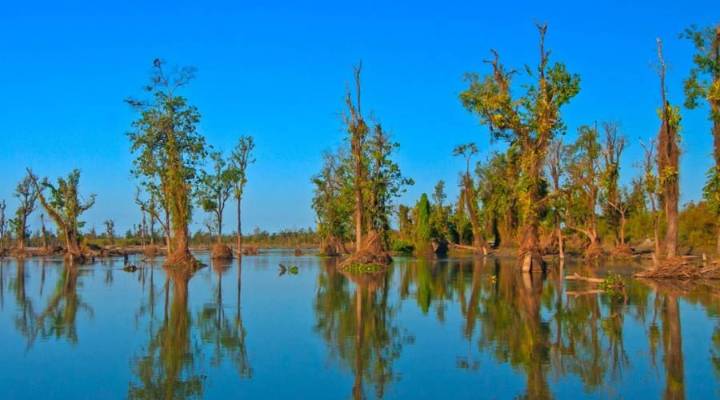 Dibru-Saikhowa’s ecology under threat; experts, activists slam Assam govt