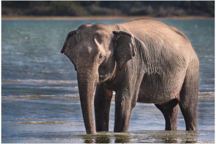 Hyped reports of soaring Sri Lanka elephant deaths don’t match data