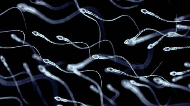 Crean microrrobots a partir de espermatozoides para combatir la infertilidad