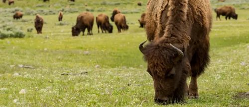Los bisontes "reviven" las praderas del Parque Yellowstone