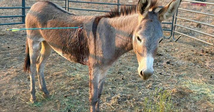 Donkey recovering after latest arrow attack on wild burros in California