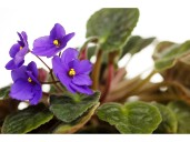 Hints from Heloise: How to make African violets bloom and more ...