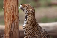 Costa Rica usará collares en jaguares para estudiar sus movimientos y conservar la especie