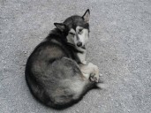 Rescatan a perrito en CDMX y ahora podrían enfrentar proceso penal