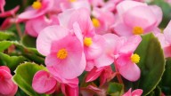 Cuál es la flor más buscada de la primavera y cómo cuidarla