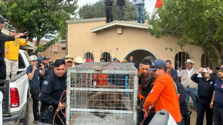 Osa rescatada en Agua Prieta habría cruzado desde Estados Unidos