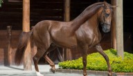 Razas de caballo colombiano están en la base de datos por especie y país de la FAO
