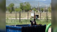 Coloradans reminded to lock up trash, food sources when bear activity increases in fall