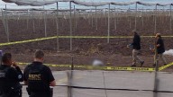 Encuentran asesinado a velador de campo agrícola de Costa Rica, al sur de Culiacán