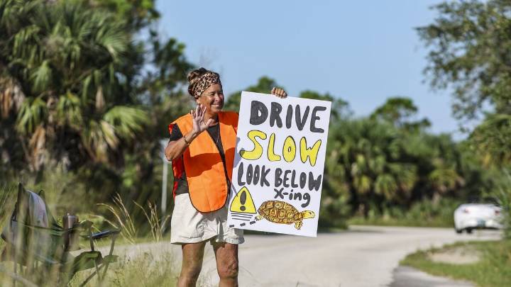 Drivers kept hitting tortoises at a Florida state park. Then one woman took action.