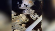 Mississippi Dog Discovered Beneath A House Was Suffering From A Dangerous Injury