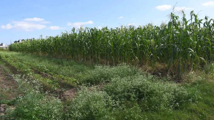 Agradecen campesinos llegada de lluvias; esperan estabilidad en precios del grano