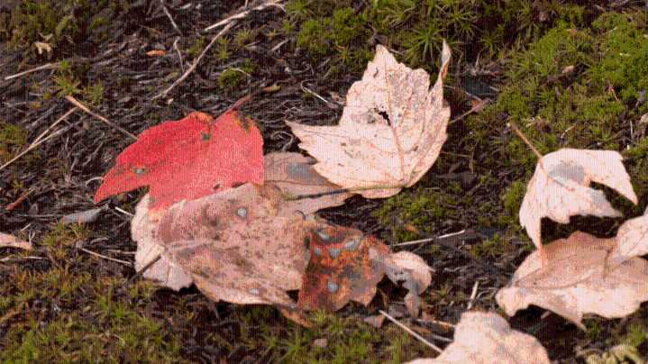 Fall foliage expected early in Pennsylvania due to dry weather