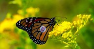 Peggy Notebaert Nature Museum to celebrate monarch migration, signaling the start of fall