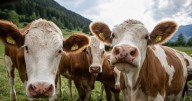 Pensioner, 85, trampled to death by cows in front of his horrified wife