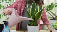 Cómo debes regar una sansevieria o lengua de suegra en septiembre para tener una planta vigorosa en primavera