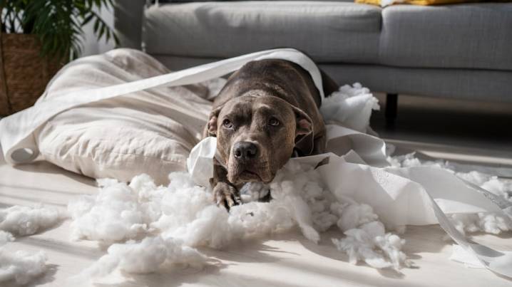 Qué significa que tu perro rompa las cosas, según expertos en comportamiento canino