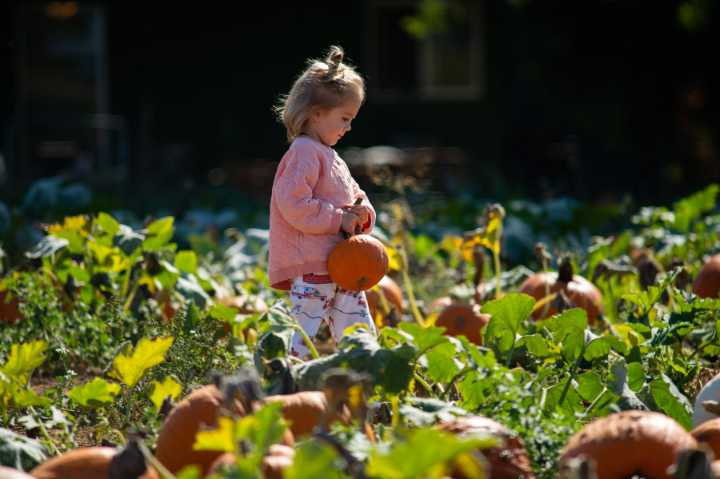 Pumpkin patch palooza at a variety of Clark County farms