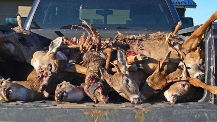 New Study Reveals 96% Of Poachers In U.S. Get Away With It, Costing $1.4 Billion