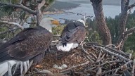 Big Bear housing project proposal reignites habitat concerns among bald eagle fans