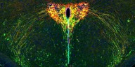 El cerebro en desarrollo y las huellas de la separación entre madres e hijos: la ciencia del apego temprano
