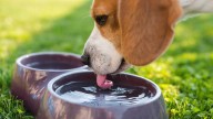 Aviso urgente de los veterinarios a los dueños de perros: jamás dejéis que beban este agua