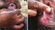 Detectan al menos cuatro casos de gusano barrenador en la Sierra Negra