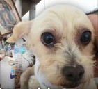 Cereza y sus cachorros tras la explosión de pipa en Iztapalapa