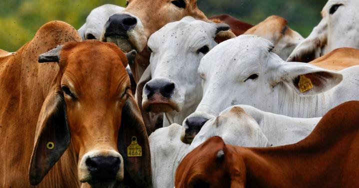México dice caso de gusano barrenador cerca de frontera con EU está contenido