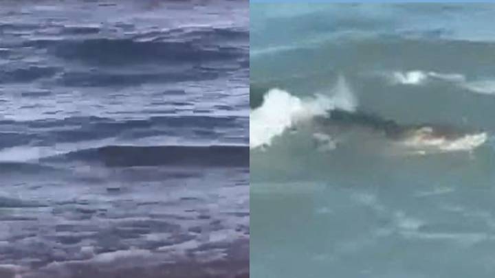 Capturan Cocodrilo en Aguas de Playa Miramar; Así Fue el Rescate