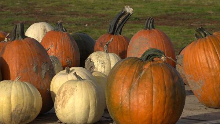 Chemung County Hosting First Pumpkin Chucking Contest at Fall Fest