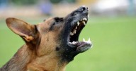 Salta registró 602 accidentes por mordeduras de perro en lo que va del año