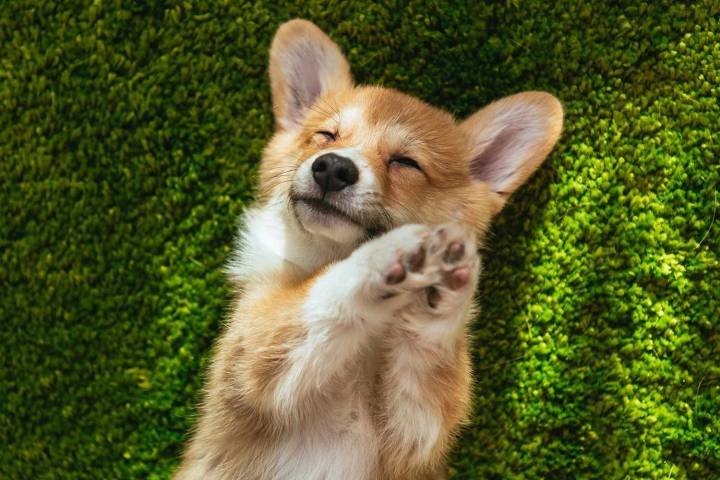 Wife Wants Husband to Get Rid of His Puppy for This 1 Reason