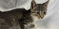 Fur baby Friday: Meet Trailor
